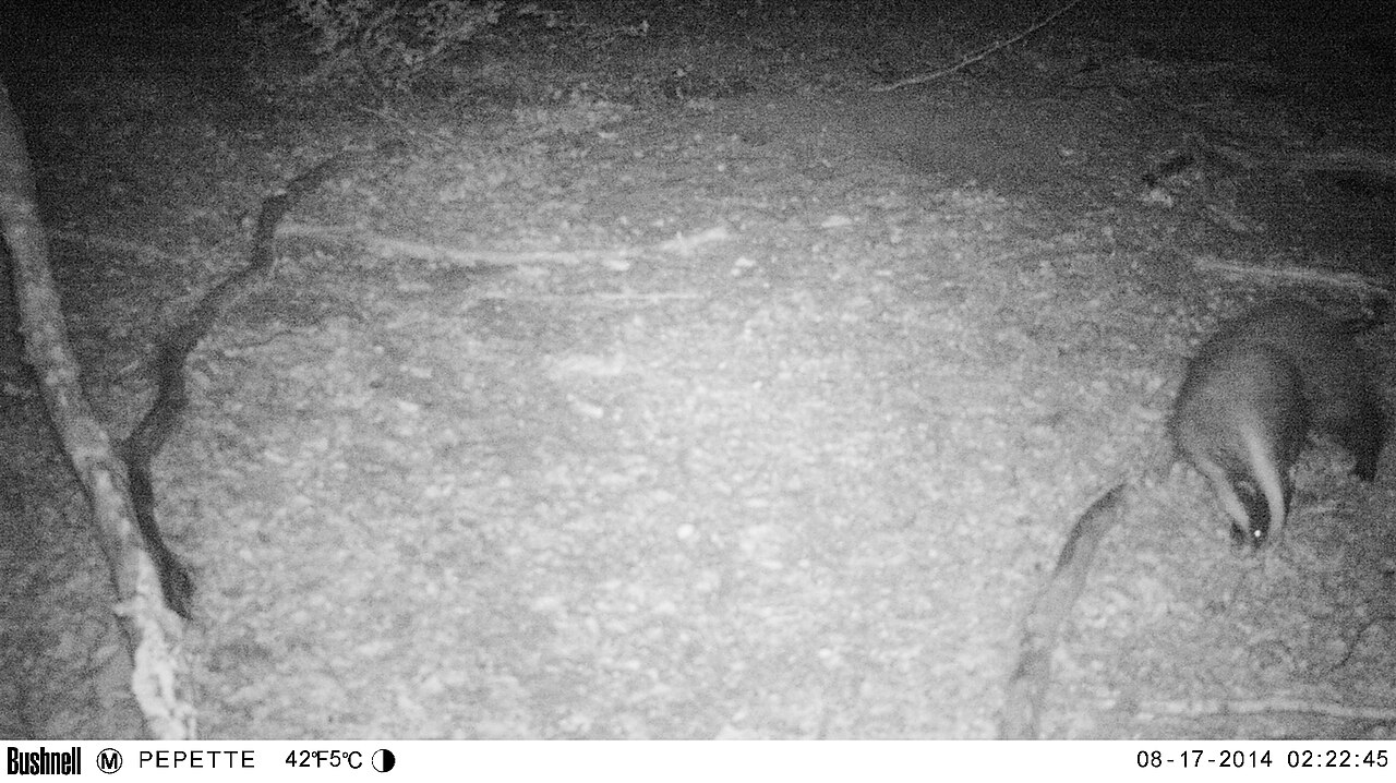 A black-and-white infrared camera-trap photo, taken at night. An animal with a striped face forages at the right edge, nose to the ground. The overlay reads 08-17-2014 02:22:45.